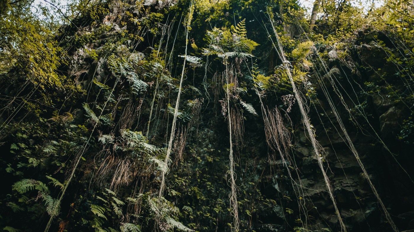 Thick jungle with vines