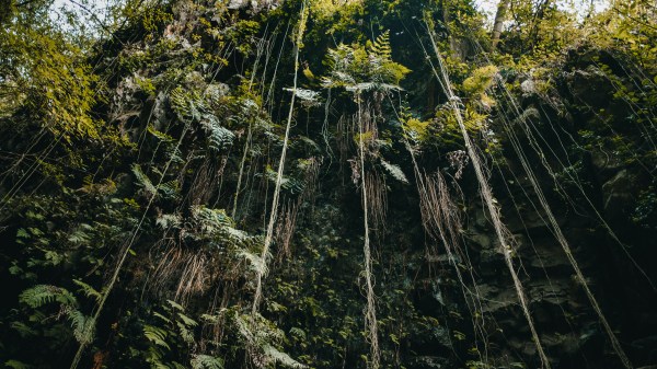 Thick jungle with vines